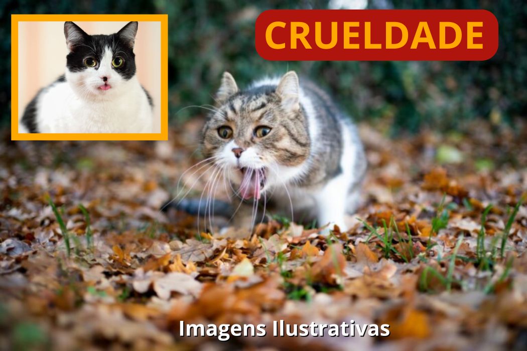 CRUELDADE Gatos morrem envenenados e caso gera revolta em moradores de Califórnia